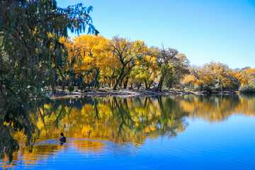 Cottonwood trees, Corn Lake in Fall, Grand Junction, Colorado