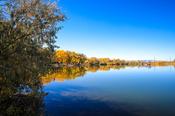 Cottonwood trees, Corn Lake in Fall, Grand Junction, Colorado