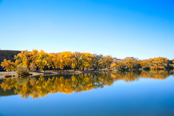 Cottonwood trees, Corn Lake in Fall, Grand Junction, Colorado