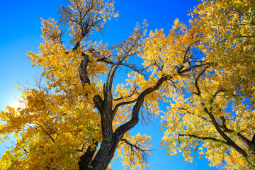 Cottonwood trees, Corn Lake in Fall, Grand Junction, Colorado