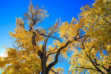 Cottonwood trees, Corn Lake in Fall, Grand Junction, Colorado