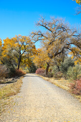 Cottonwood trees, Corn Lake in Fall, Grand Junction, Colorado