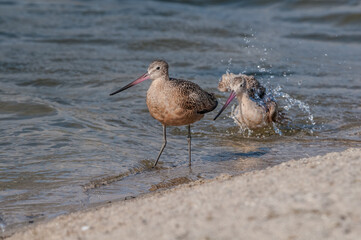 Marbled Godwits (Limosa fedoa) in Malibu Lagoon, California, USA