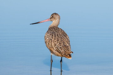 Marbled Godwit (Limosa fedoa) in Malibu Lagoon, California, USA