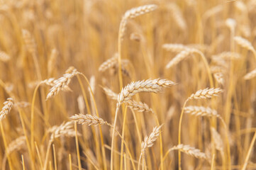 Ripe wheat field with golden color, focus in the foreground