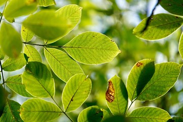 green tree leaves in autumn season, green background