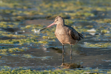 Marbled Godwit (Limosa fedoa) in Malibu Lagoon, California, USA