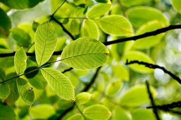 green tree leaves in autumn season, green background
