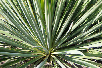 close up of palm