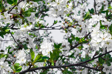 Branches of blossoming apricot macro with soft focus on gentle light blue sky background. For easter and spring greeting cards with beautiful floral spring abstract background of nature