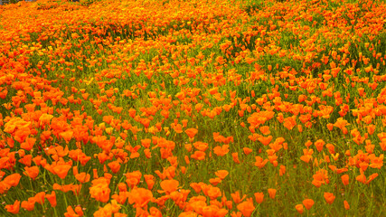 芸術的自然アート群馬