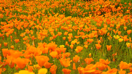 自然アートの世界