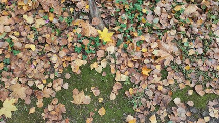 Autumn leaves background. Beautiful natural carpet of fallen leaves and fluffy green moss