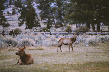Naklejka na ściany i meble Wild deer, Fort Yellowstone, Wyoming