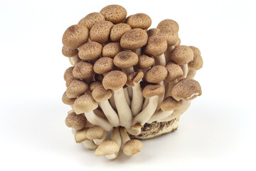 Shimeji mushroom on white background