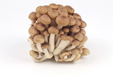 Shimeji mushroom on white background