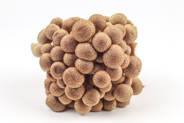 Shimeji mushroom on white background