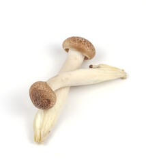 Shimeji mushroom on white background