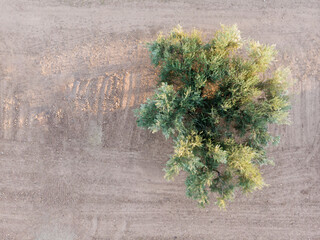 Aerial view of an olive plant with negative space to put copy.