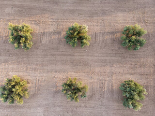 aerial view of an olive plantation in andalusia. plant that gives the liquid gold as extra virgin oil.