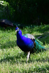 Blue peacock in the nature reserve