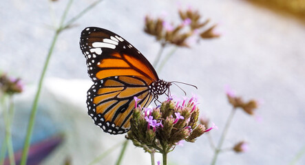 Close up butterfly on pink flowers.