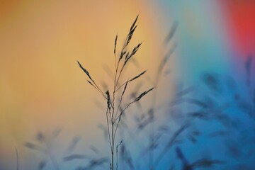 plants and sunset in the nature in autumn season, colorful background