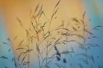 Obraz premium plants and sunset in the nature in autumn season, colorful background