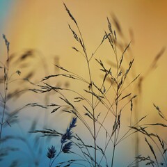 plants and sunset in the nature in autumn season, colorful background