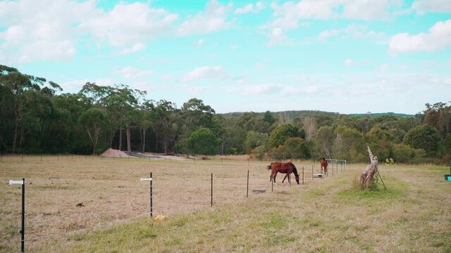 Shot of grey horses eat forage along a fence.horses eating grass at farm. 