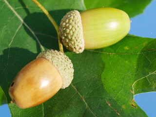 Oak acorns on a green leaf.  Autumn season