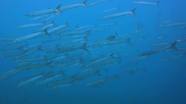 Big school of mediterranean barracudas swimming slowly in the blue