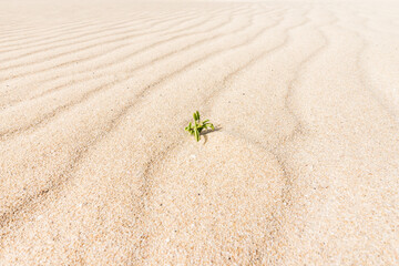 Abstract of sand background, close-up.