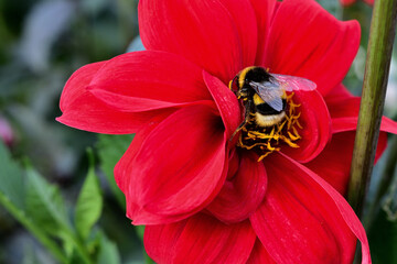 bee on red flower