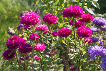 Violet, pink, purple aster in the flowerbed, autumn garden,