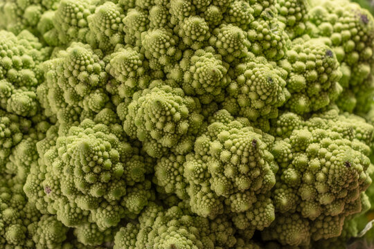 romanesque cauliflower up close macro fractal