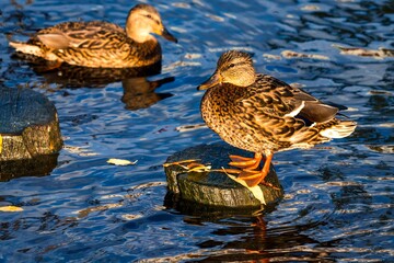A brown duck stands on a wooden post in the middle of a water surface with fallen yellow leaves