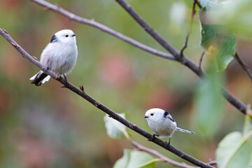 two small birds, long-tailed tits in the autumn forest