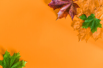 Autumn leaves over orange background with copy space