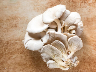 closeup raw and fresh Oyster mushroom on table with copy space