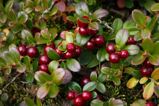 Ripe lingonberry berries closeup.