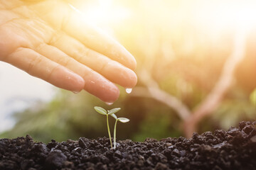 Hand pouring water on Young Plant Growing in Sunlight background,Plant seedling