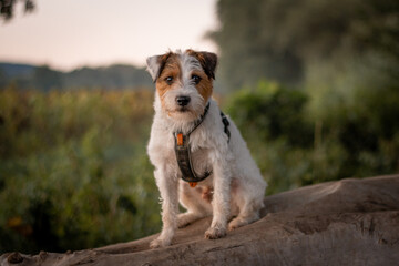 Cute Parson Russell Terrier Autumn Portrait