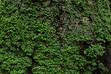 Trunk of a spruce tree covered with green lichen. Wood bark texture.