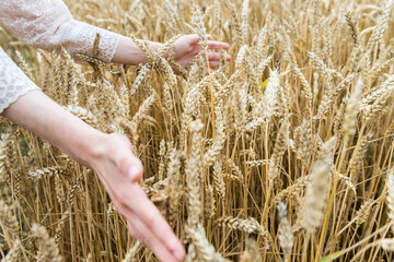 Woman's hand touch wheat ears in field