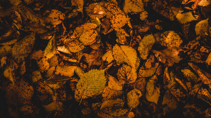 Obraz premium Yellow Autumn Dry Leaves
