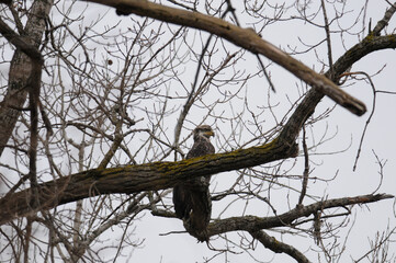 Fall Eagle in Tree