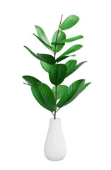 Decorative houseplant of exotic plant