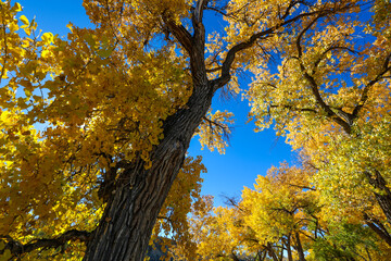 Cottonwood trees, Corn Lake in Fall, Grand Junction, Colorado. James M. Robb – Colorado River State Park. Autumn Leaf peeping
