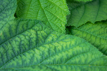 Background of fresh green leaves of black currant. Foliage of black currant bush